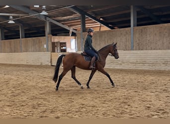 Sportivo Tedesco / Sportivo della Germania, Giumenta, 4 Anni, 160 cm, Baio