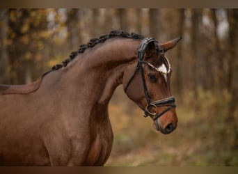 Sportivo Tedesco / Sportivo della Germania, Giumenta, 4 Anni, 160 cm, Baio scuro