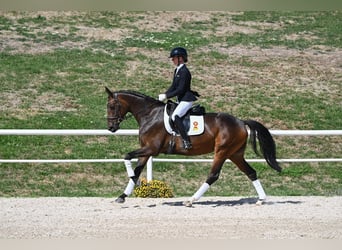Sportivo Tedesco / Sportivo della Germania, Giumenta, 4 Anni, 162 cm, Baio