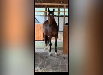 Sportivo Tedesco / Sportivo della Germania, Giumenta, 4 Anni, 162 cm, Baio nero