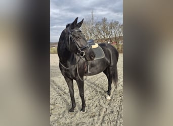 Sportivo Tedesco / Sportivo della Germania, Giumenta, 4 Anni, 162 cm, Morello