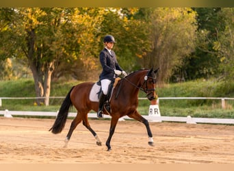 Sportivo Tedesco / Sportivo della Germania, Giumenta, 4 Anni, 163 cm, Baio