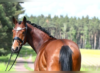 Sportivo Tedesco / Sportivo della Germania, Giumenta, 4 Anni, 163 cm, Baio