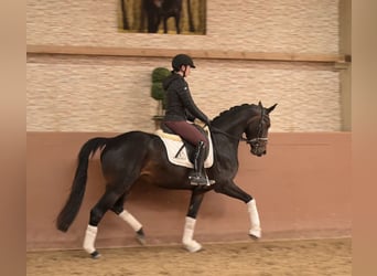 Sportivo Tedesco / Sportivo della Germania, Giumenta, 4 Anni, 163 cm, Baio nero