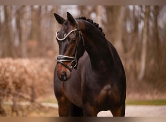 Sportivo Tedesco / Sportivo della Germania, Giumenta, 4 Anni, 163 cm, Baio nero