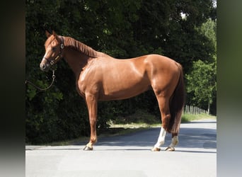 Sportivo Tedesco / Sportivo della Germania, Giumenta, 4 Anni, 163 cm, Sauro