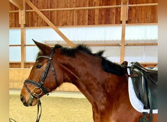 Sportivo Tedesco / Sportivo della Germania, Giumenta, 4 Anni, 164 cm, Baio