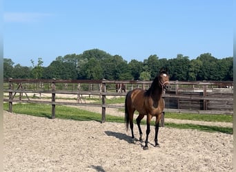 Sportivo Tedesco / Sportivo della Germania, Giumenta, 4 Anni, 164 cm, Baio
