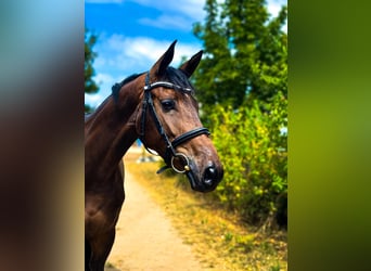 Sportivo Tedesco / Sportivo della Germania, Giumenta, 4 Anni, 164 cm, Baio scuro