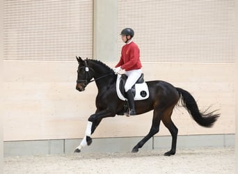 Sportivo Tedesco / Sportivo della Germania, Giumenta, 4 Anni, 164 cm, Baio scuro