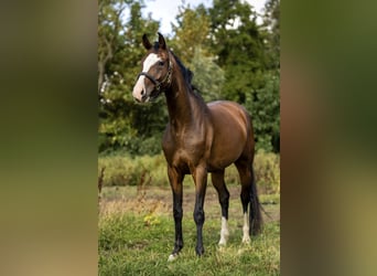 Sportivo Tedesco / Sportivo della Germania, Giumenta, 4 Anni, 165 cm, Baio