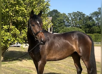 Sportivo Tedesco / Sportivo della Germania, Giumenta, 4 Anni, 165 cm, Baio