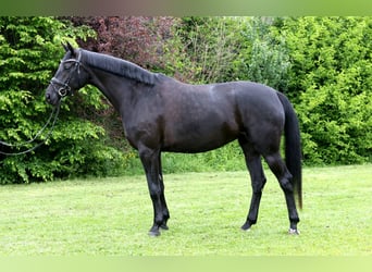 Sportivo Tedesco / Sportivo della Germania, Giumenta, 4 Anni, 165 cm, Baio nero