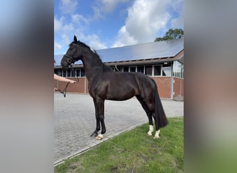 Sportivo Tedesco / Sportivo della Germania, Giumenta, 4 Anni, 165 cm, Morello