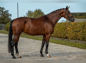 Sportivo Tedesco / Sportivo della Germania, Giumenta, 4 Anni, 166 cm, Baio