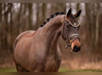 Sportivo Tedesco / Sportivo della Germania, Giumenta, 4 Anni, 166 cm, Baio