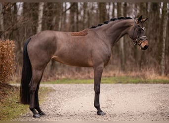 Sportivo Tedesco / Sportivo della Germania, Giumenta, 4 Anni, 166 cm, Baio