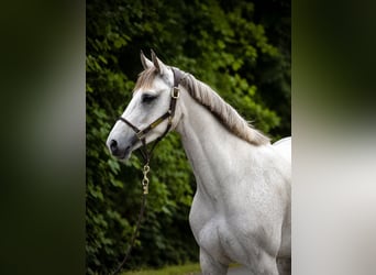 Sportivo Tedesco / Sportivo della Germania, Giumenta, 4 Anni, 166 cm, Grigio