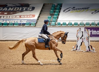 Sportivo Tedesco / Sportivo della Germania, Giumenta, 4 Anni, 166 cm, Sauro