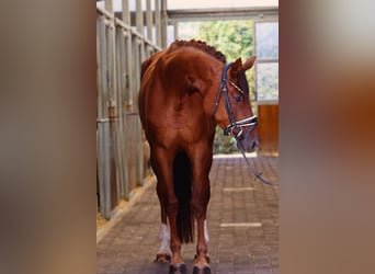 Sportivo Tedesco / Sportivo della Germania, Giumenta, 4 Anni, 166 cm, Sauro scuro