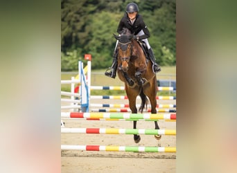 Sportivo Tedesco / Sportivo della Germania, Giumenta, 4 Anni, 167 cm, Baio