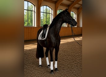 Sportivo Tedesco / Sportivo della Germania, Giumenta, 4 Anni, 167 cm, Morello