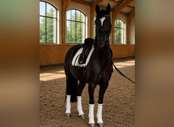 Sportivo Tedesco / Sportivo della Germania, Giumenta, 4 Anni, 167 cm, Morello