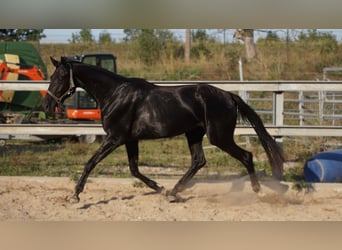 Sportivo Tedesco / Sportivo della Germania, Giumenta, 4 Anni, 167 cm, Morello