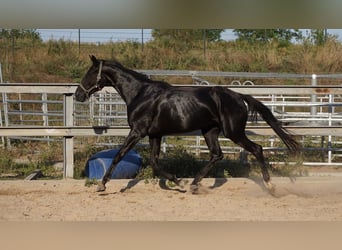 Sportivo Tedesco / Sportivo della Germania, Giumenta, 4 Anni, 167 cm, Morello