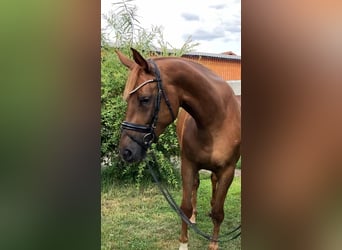Sportivo Tedesco / Sportivo della Germania, Giumenta, 4 Anni, 167 cm, Sauro