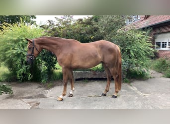 Sportivo Tedesco / Sportivo della Germania, Giumenta, 4 Anni, 167 cm, Sauro