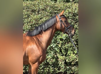 Sportivo Tedesco / Sportivo della Germania, Giumenta, 4 Anni, 168 cm, Baio