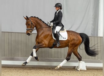 Sportivo Tedesco / Sportivo della Germania, Giumenta, 4 Anni, 168 cm, Baio