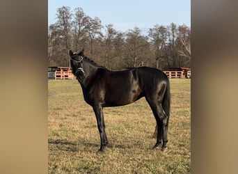 Sportivo Tedesco / Sportivo della Germania, Giumenta, 4 Anni, 168 cm, Morello