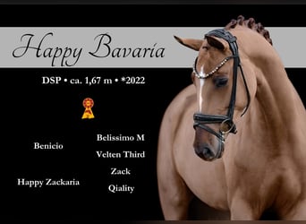 Sportivo Tedesco / Sportivo della Germania, Giumenta, 4 Anni, 168 cm, Sauro