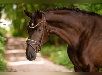 Sportivo Tedesco / Sportivo della Germania, Giumenta, 4 Anni, 168 cm, Sauro scuro