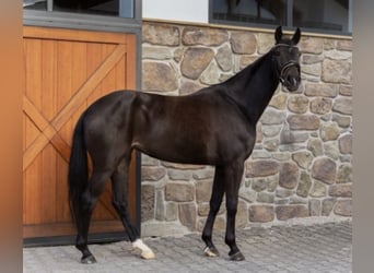 Sportivo Tedesco / Sportivo della Germania, Giumenta, 4 Anni, 169 cm, Baio scuro