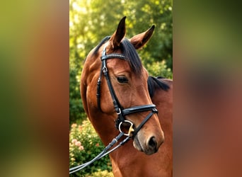 Sportivo Tedesco / Sportivo della Germania, Giumenta, 4 Anni, 170 cm, Baio