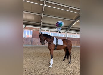 Sportivo Tedesco / Sportivo della Germania, Giumenta, 4 Anni, 170 cm, Baio