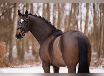 Sportivo Tedesco / Sportivo della Germania, Giumenta, 4 Anni, 170 cm, Baio scuro