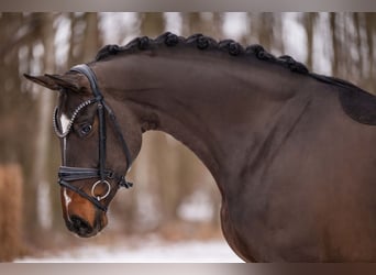 Sportivo Tedesco / Sportivo della Germania, Giumenta, 4 Anni, 170 cm, Baio scuro