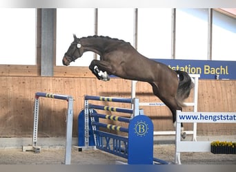 Sportivo Tedesco / Sportivo della Germania, Giumenta, 4 Anni, 170 cm, Baio scuro