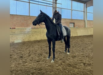 Sportivo Tedesco / Sportivo della Germania, Giumenta, 4 Anni, 170 cm