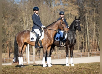 Sportivo Tedesco / Sportivo della Germania, Giumenta, 4 Anni, 171 cm, Baio