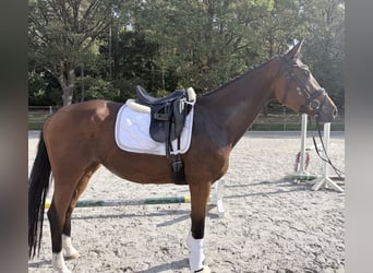 Sportivo Tedesco / Sportivo della Germania, Giumenta, 4 Anni, 172 cm, Baio