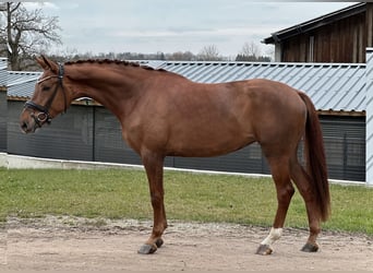 Sportivo Tedesco / Sportivo della Germania, Giumenta, 4 Anni, 172 cm, Sauro