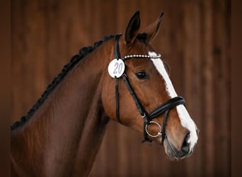 Sportivo Tedesco / Sportivo della Germania, Giumenta, 4 Anni, 173 cm, Baio