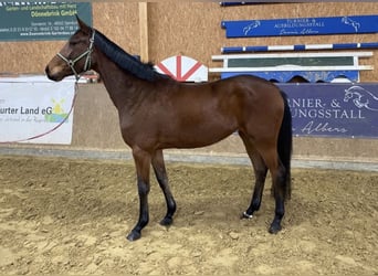 Sportivo Tedesco / Sportivo della Germania, Giumenta, 4 Anni, 175 cm, Baio scuro