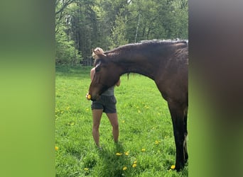 Sportivo Tedesco / Sportivo della Germania, Giumenta, 4 Anni, 176 cm, Baio