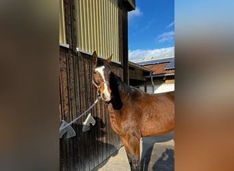 Sportivo Tedesco / Sportivo della Germania, Giumenta, 4 Anni, 176 cm, Baio